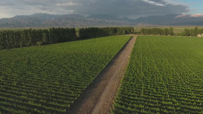 Vinos con Alma de Tradición